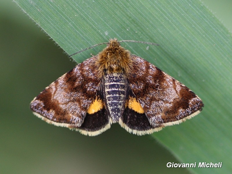 Panemeria tenebrata